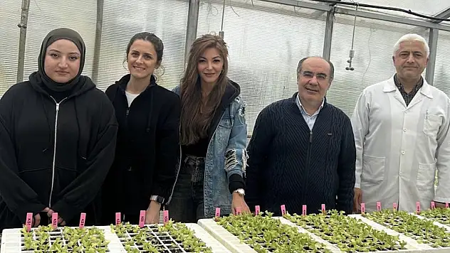 Dayanıklı marul yetiştirilmesi TÜBİTAK 'tan destek