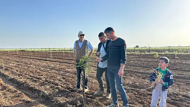 Fıstık yetiştiriciliğinde trend giderek artıyor