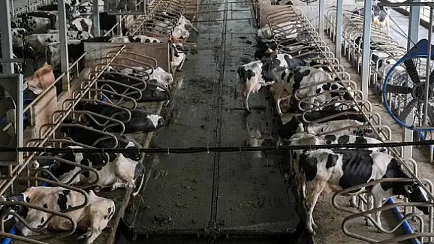 Hedef 2 milyon tona ulaşmak