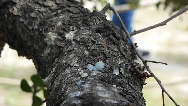 Yüksek fiyatı ve ekonomik potansiyeliyle dikkat çekiyor