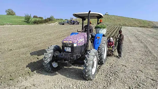 Tütün dikimleri başladı