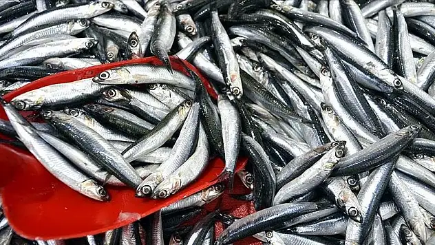 3 aylık hamsi ihracatı 3,1 milyon doları aştı