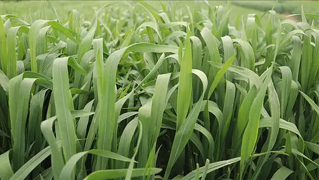 Tekirdağ'da yerli buğday