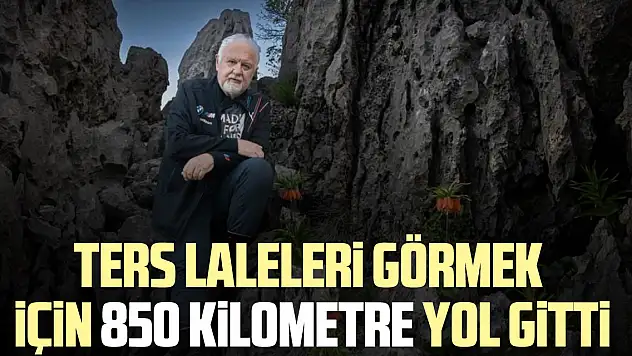 Ters laleleri görmek için 850 kilometre yol gitti