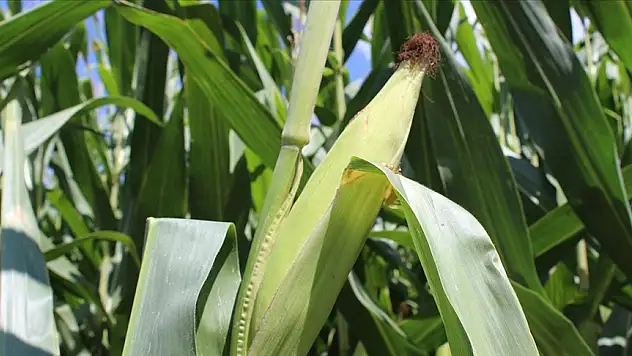 Mısırda yeni kontenjan