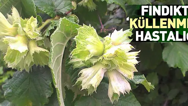 Fındıkta 'küllenme' hastalığı