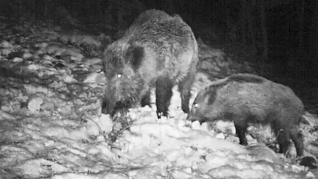 3 bin 368 adet av pulu satıldı