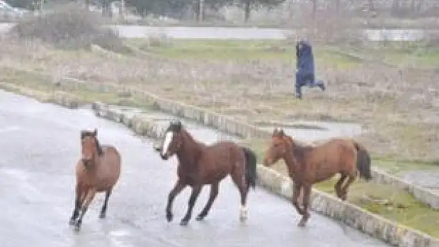 'Yılkı atlar' kimin sorumluluğunda!?