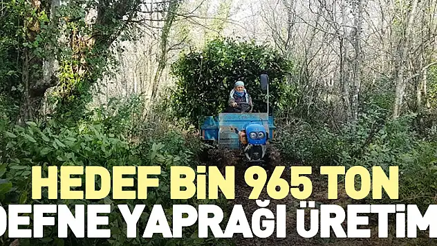 Hedef bin 965 ton defne yaprağı üretimi