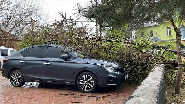 Elazığ'da fırtınadan dolayı ağaç devrildi