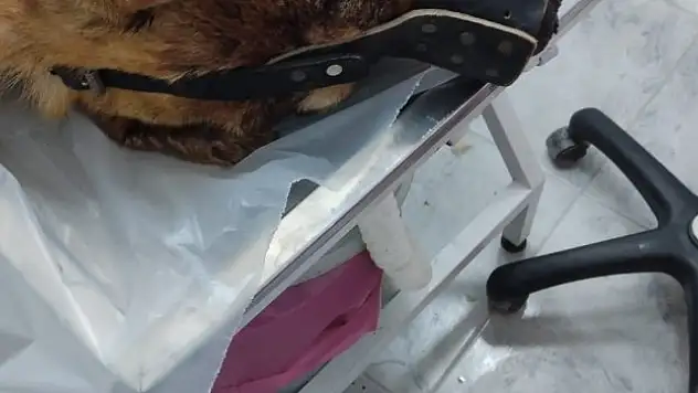 Isırdı dedi, köpeği silahla vurdu