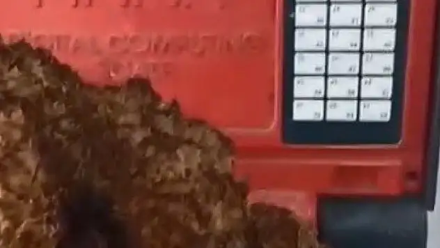 Dev kuzugöbeği mantarı bulundu