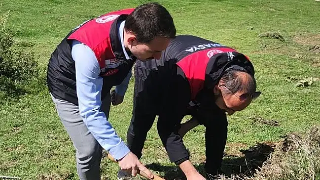 Amasya'da süne sürvey mücadelesi
