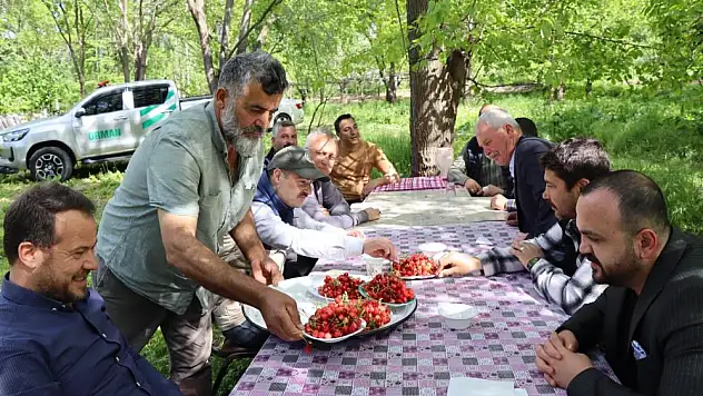 Misafir kirazında hasat vakti