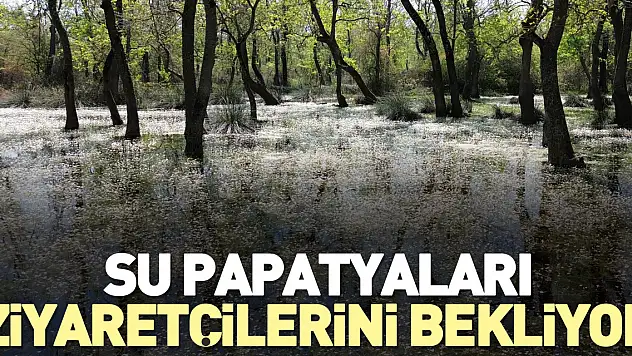 Su papatyaları ziyaretçilerini bekliyor