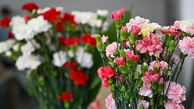 İki yeni karanfil çeşidi geliştirildi