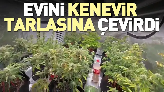 Evini kenevir tarlasına çevirdi