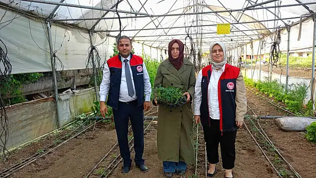 Kadın çiftçilerin seraları incelendi