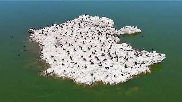 Lav kalıntıları göçmen kuşların üreme alanı haline geldi