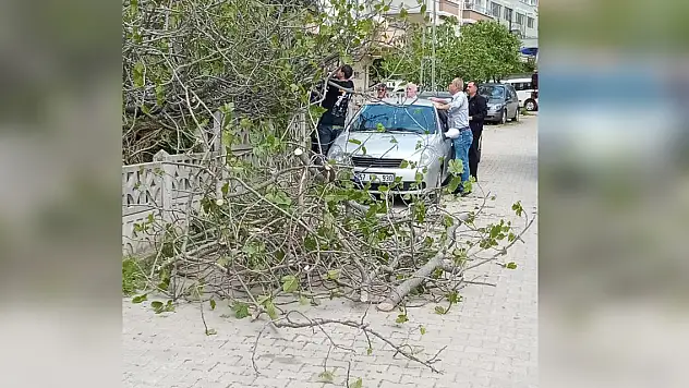 Otomobilin üstüne ağaç devrildi