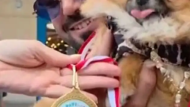 Güzellik yarışmasında birinci seçilen köpek kayboldu