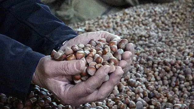 Fındık fiyatları 220 liradan 180 liraya düştü