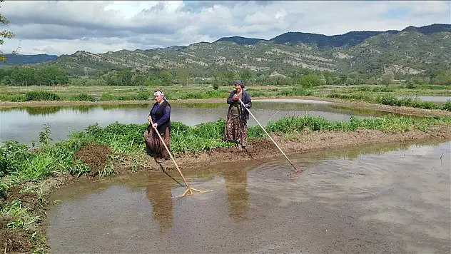 Sinop'ta çeltik ekimine başlandı
