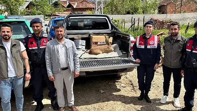 Yaralı karaca tedavi altında