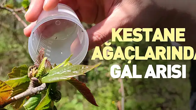 Kestane ağaçlarında gal arısı