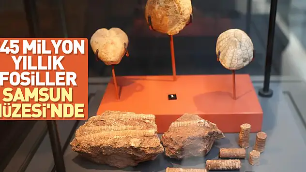 545 milyon yıllık fosiller Samsun Müzesi'nde