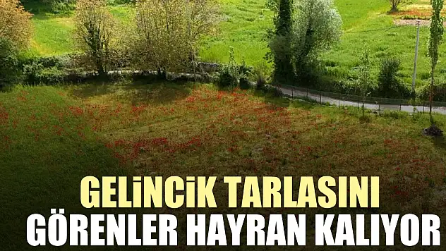 Gelincik tarlasını görenler hayran kalıyor