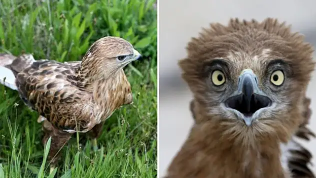 Yaralı kuşlara ev sahipliği yapıyor