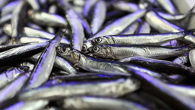 Türkiye hamsi ihracatından 4 ayda 4,7 milyon dolar kazandı