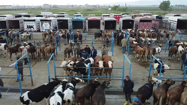 Afyonkarahisar'da kurbanlık hareketliliği