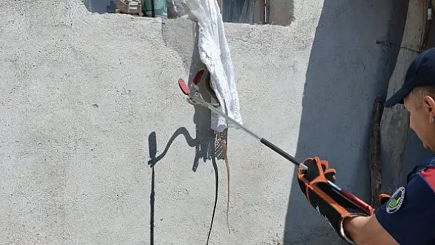 Sungurlu ilçesinde bir eve giren yılan yakalandı