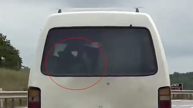 Panelvanın arkasında buzağı