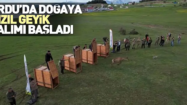 Samsun'dan getirilen 13 geyikten 4'ü Mesudiye'de doğaya bırakıldı