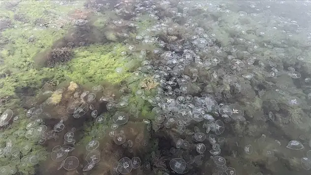 Karadeniz'de denizanası varlığı artıyor