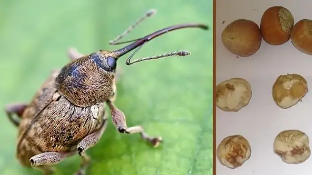 Fındık kurdu ile mücadele