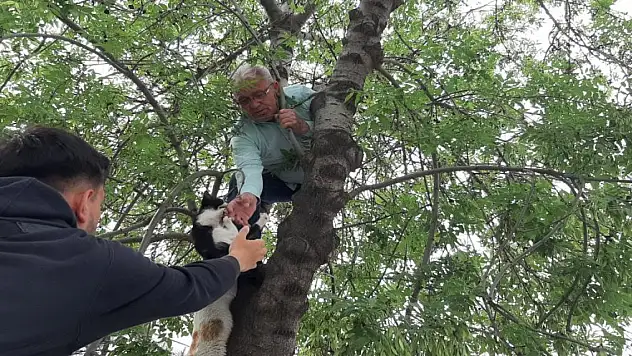 Yavru kediyi annesine kavuşturmak için hayatını hiçe sayarak ağaca tırmandı
