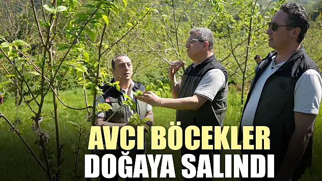 Avcı böcekler doğaya salındı