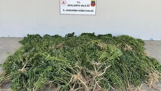 Evinin bahçesine kenevir eken kadın gözaltına alındı