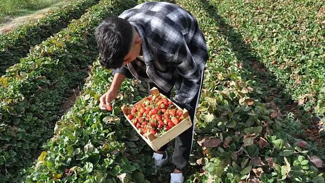 Batman'da coğrafi işaret tescilli Sason çileğinde yılın son hasadı başladı