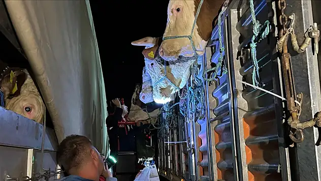 İstanbul'a kurbanlık hayvan girişleri başladı