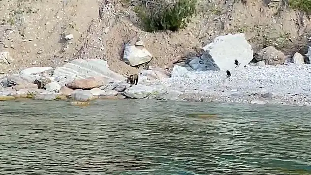 Ayı yavrusu sahile indi, uyarılar yapıldı