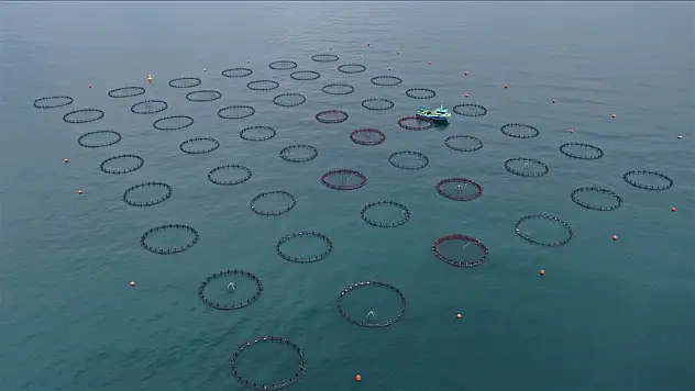 Doğu Karadeniz'in su ürünleri ihracatı 47,8 milyon doları aştı