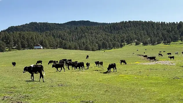 Benli Yaylası'na göç başladı