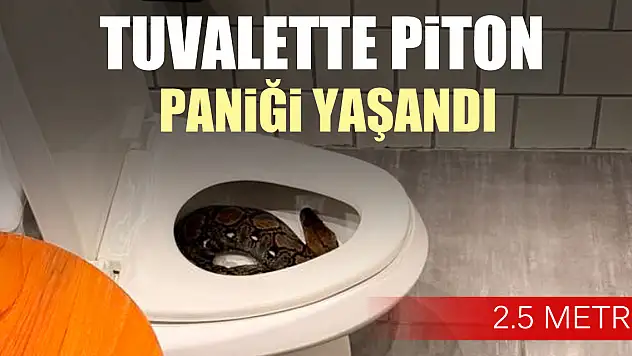 Tuvalette piton paniği yaşandı