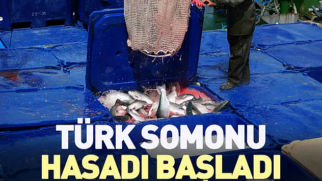 Türk Somonu Hasadı Başladı