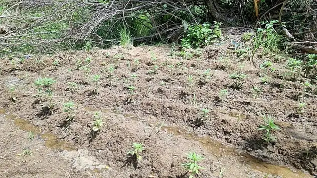 Bingöl'de kenevir ele geçirildi